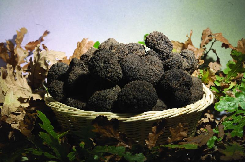 Tartufo nero in Umbria