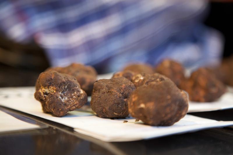 The truffle digger