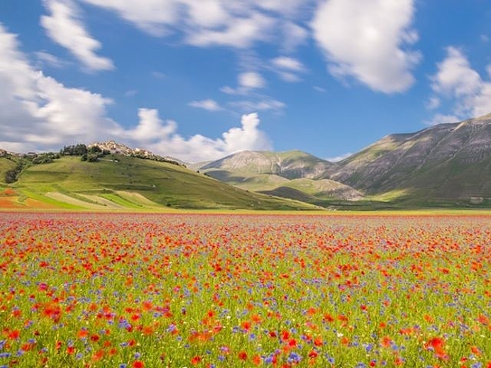 Veduta della fioritura di Castelluccio di Norcia con un campo di fiori colorati con dietro i Monti Sibillini sotto un cielo azzurro con nuvole.