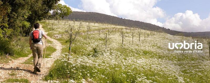 pathway of olive from Spoleto to assisi franciscan itinerary