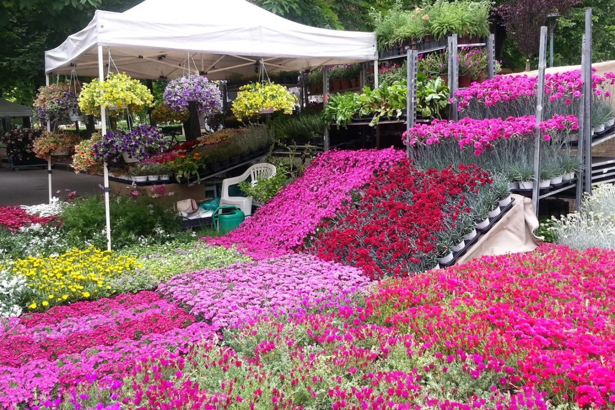 poster orvieto in fiore 2026